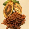 Comida Prehispánica Mexicana – El Chocolate