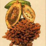 Comida Prehispánica Mexicana – El Chocolate
